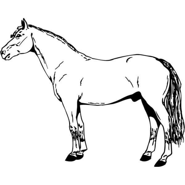 HORSE027 Thumbnail